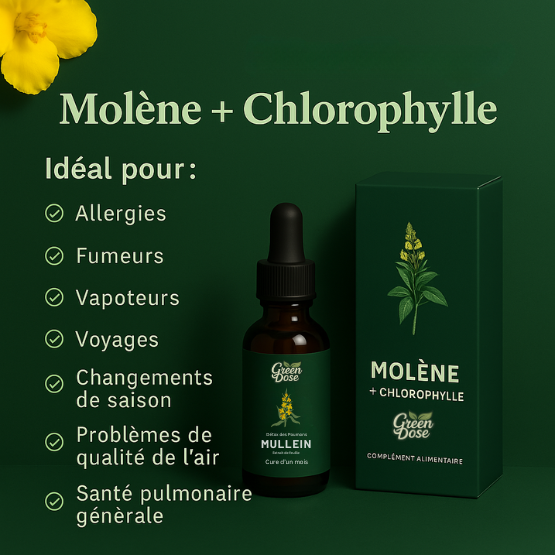 Teinture de Molène pour les Poumons – GreenDose